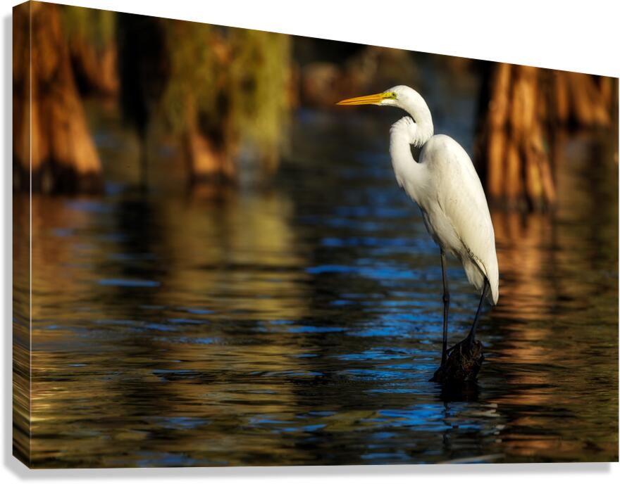 Evening Perch Canvas Print