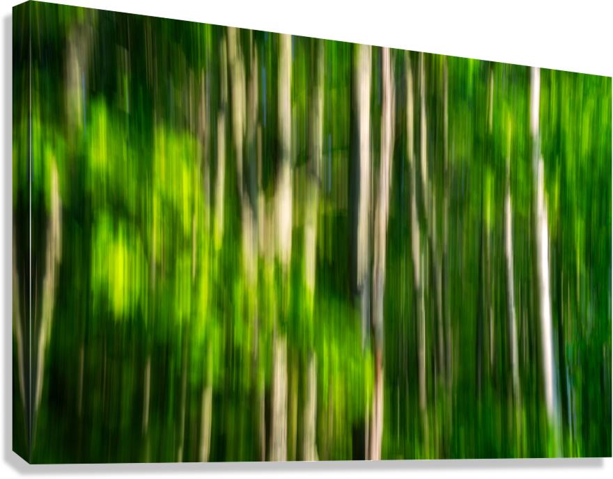 Spring Birches Abstract Canvas Print