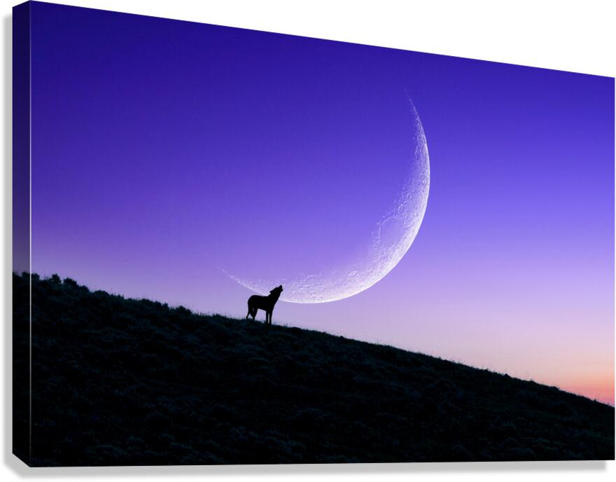 Calling The Dawn Canvas Print