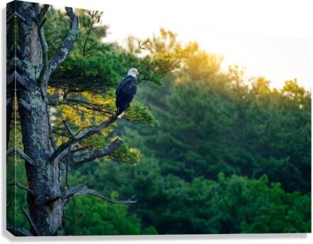 The Sentinel Canvas Print