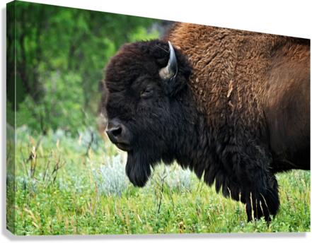American Bison Canvas Print