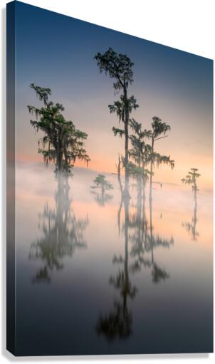 Cypress Whispers Canvas Print