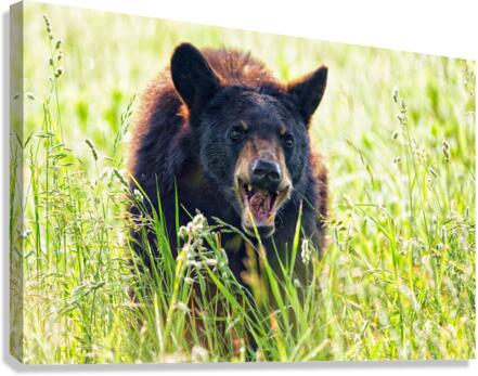 Im Hangry! Canvas Print