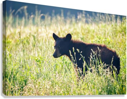 Black Bear Cub Canvas Print