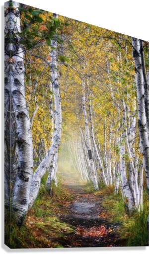 Jesup Path Canvas Print