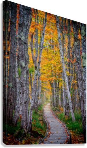 Jesup Path II Canvas Print