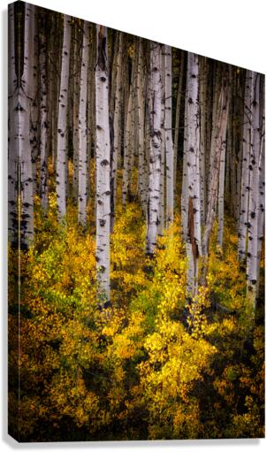 Aspenglow Canvas Print