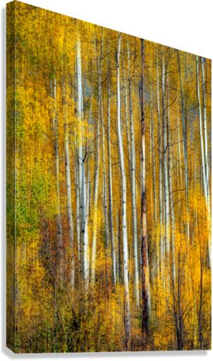 Aspenglow VI Canvas Print