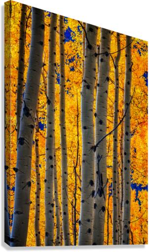 Aspenglow IV Canvas Print