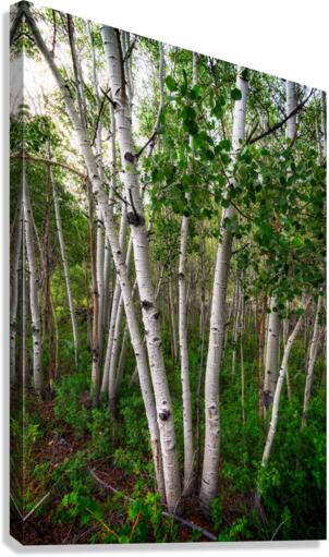 Aspens Canvas Print