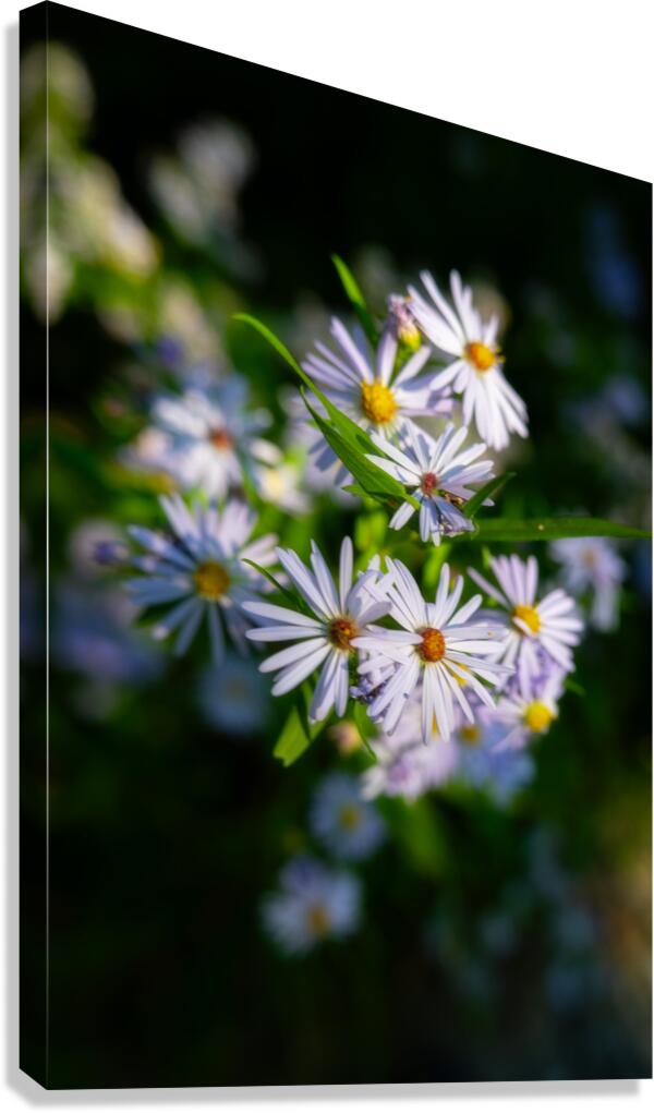Smooth Aster Canvas Print