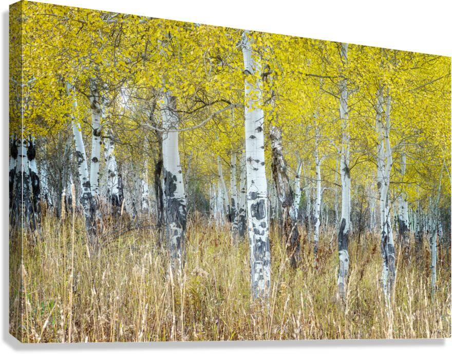 Aspens Canvas Print