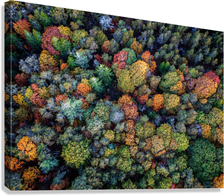 Autumn Canopy Canvas Print