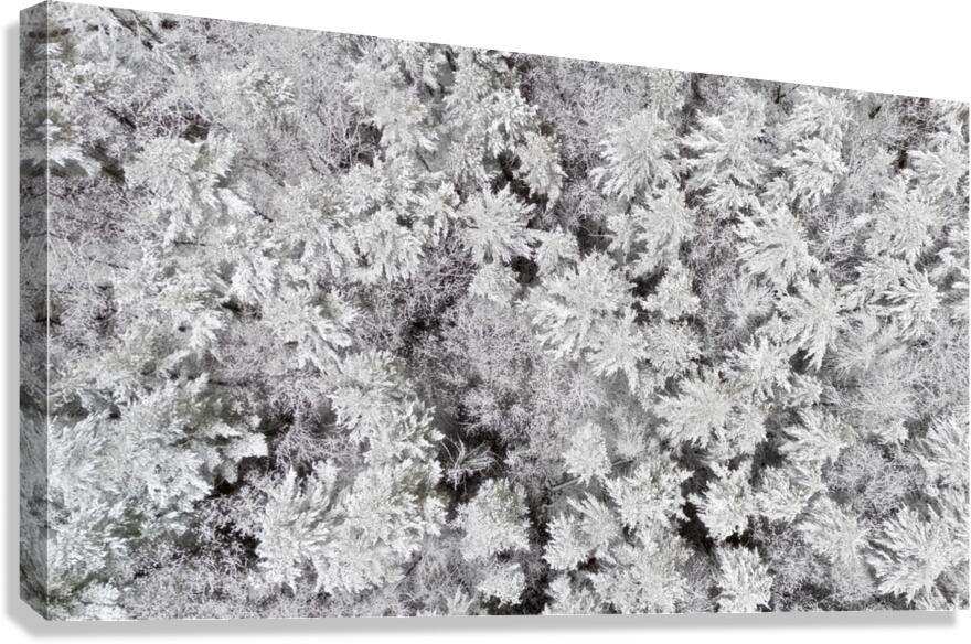 First Snow Canvas Print