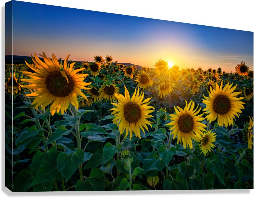 Aroostook Sunset Canvas Print