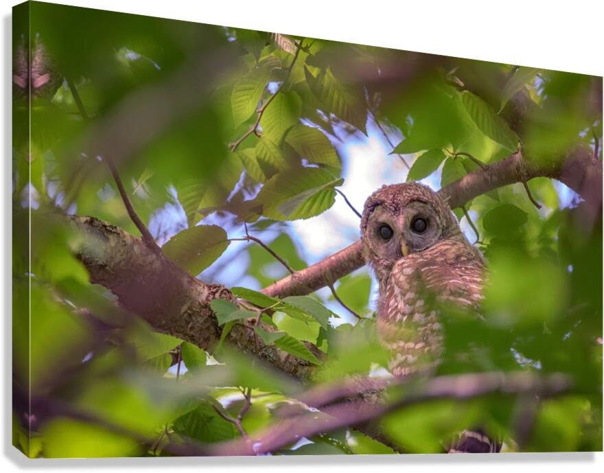 The Watcher Canvas Print