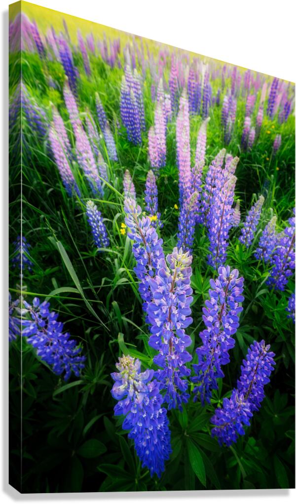 Lupines Canvas Print