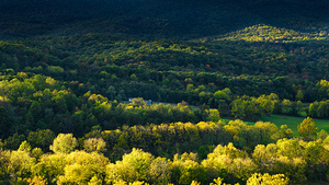 Shenandoah Forest Sunset