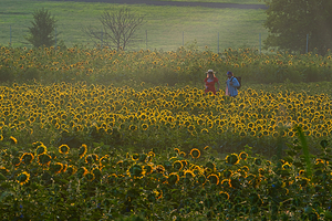 Sunflower Morning