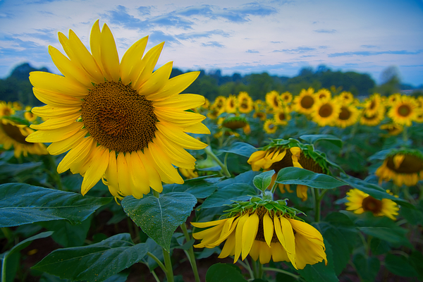 Sunrise Sunflowers by T Anthony Harding