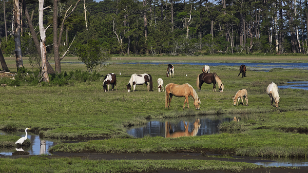 Assateague Ponies by T Anthony Harding