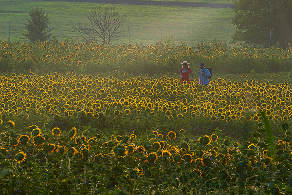 Sunflower Morning Print