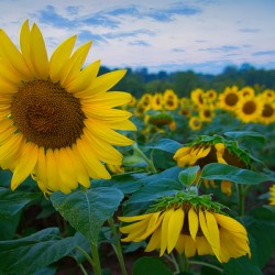 Sunrise Sunflowers