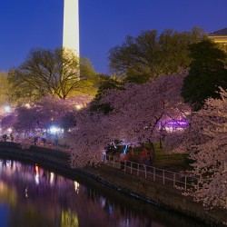 Magic Blossom