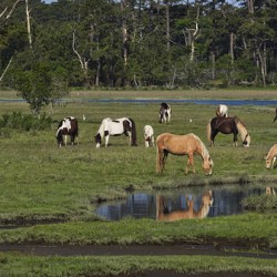 Assateague Ponies