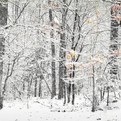 Woodland Snow