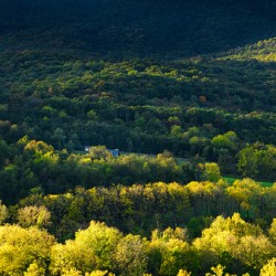 Shenandoah Forest Sunset