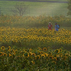 Sunflower Morning