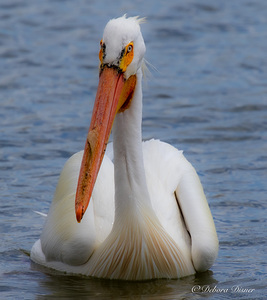 Pelican with water droplets 