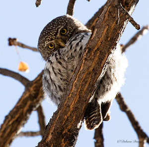 Pygmy Owl stare down 