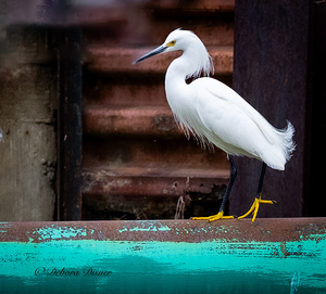 Snowy Egret on pipe