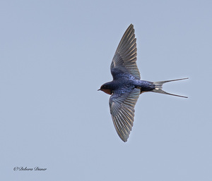  Soaring Swallow 