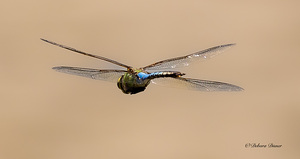  A0A1861
