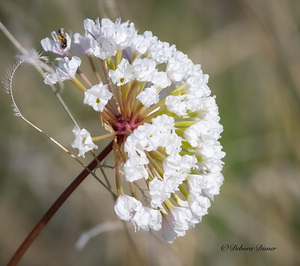 Prairie Snowball