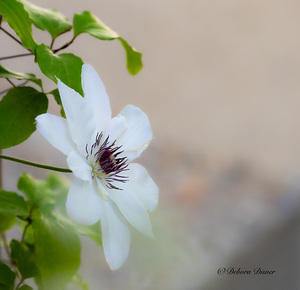  White clematis 
