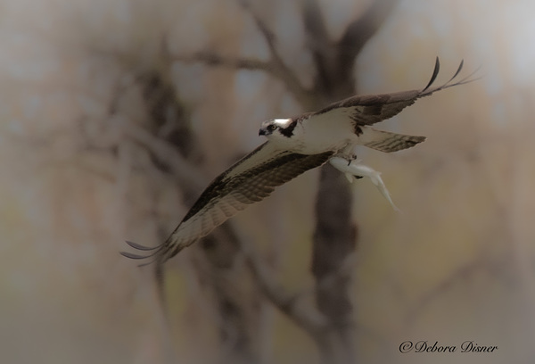 Osprey beige Print