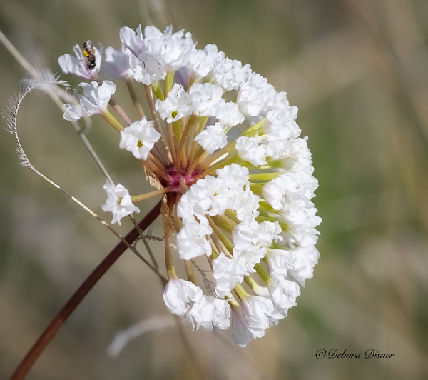 Prairie Snowball Print