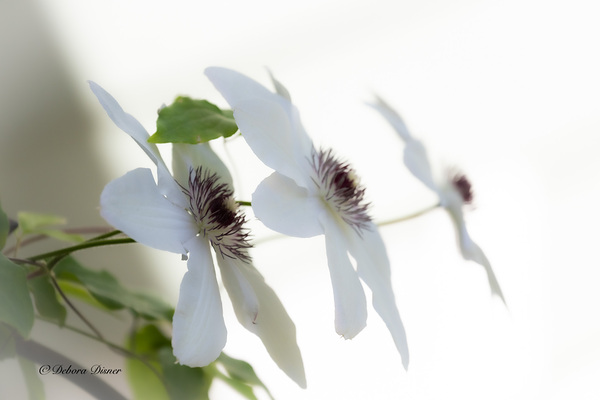 Clematis trio Print