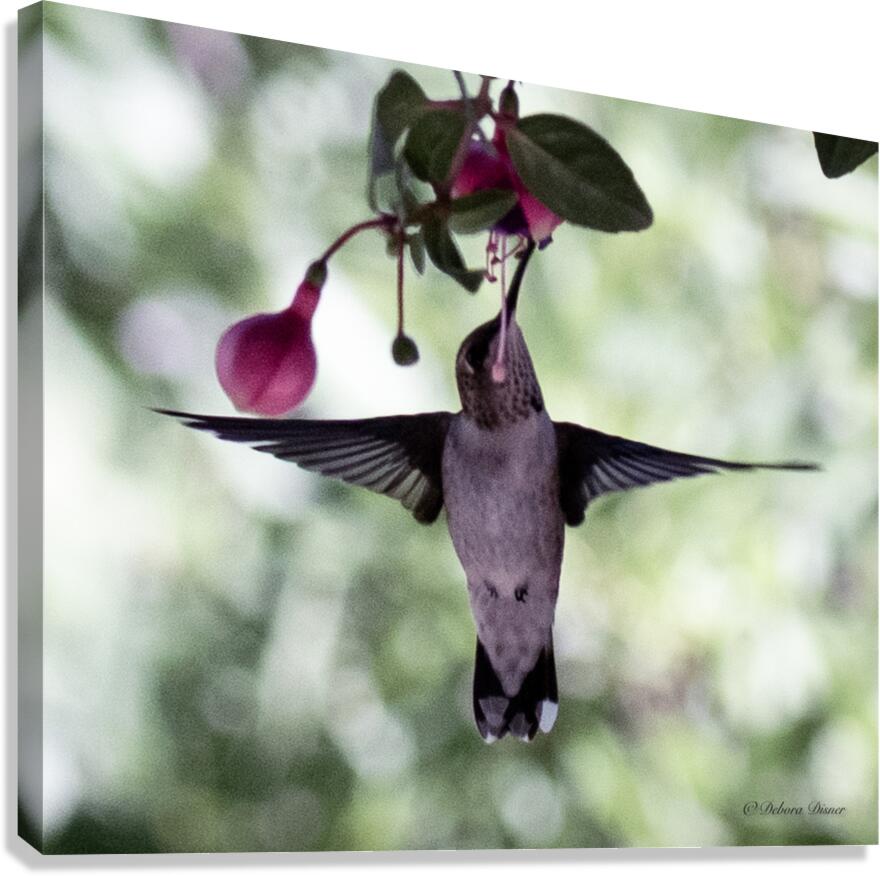 IMG 8185 Canvas Print