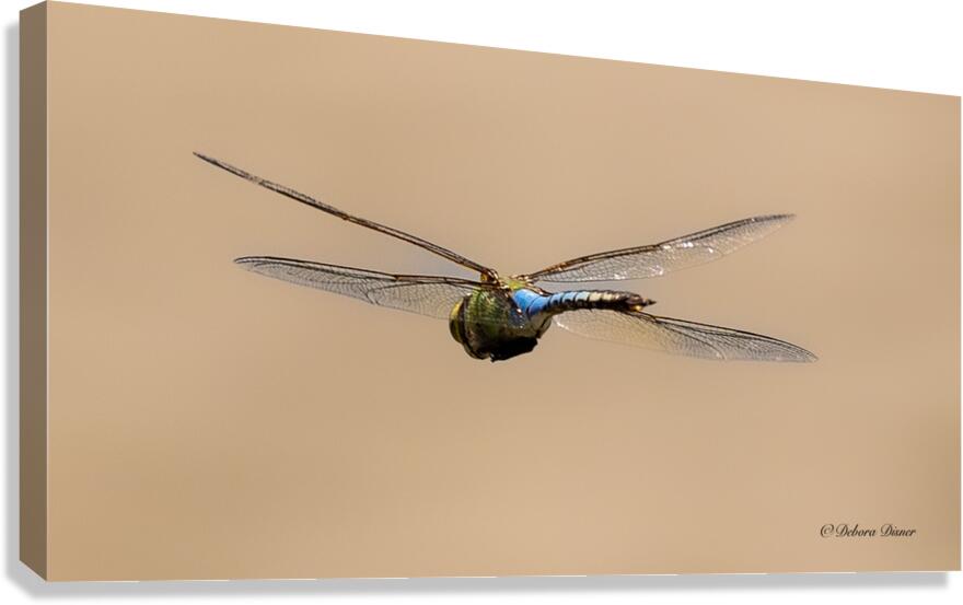  A0A1861 Canvas Print