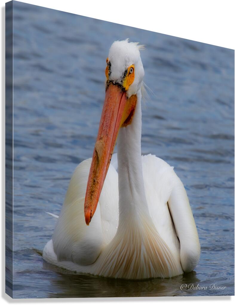 Pelican with water droplets  Canvas Print