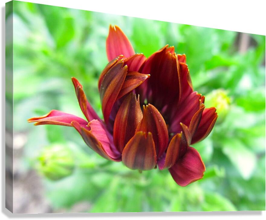 Cosmos Canvas Print
