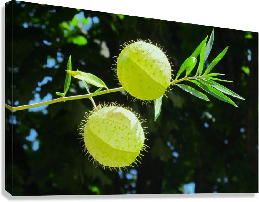 Flying balls Canvas Print