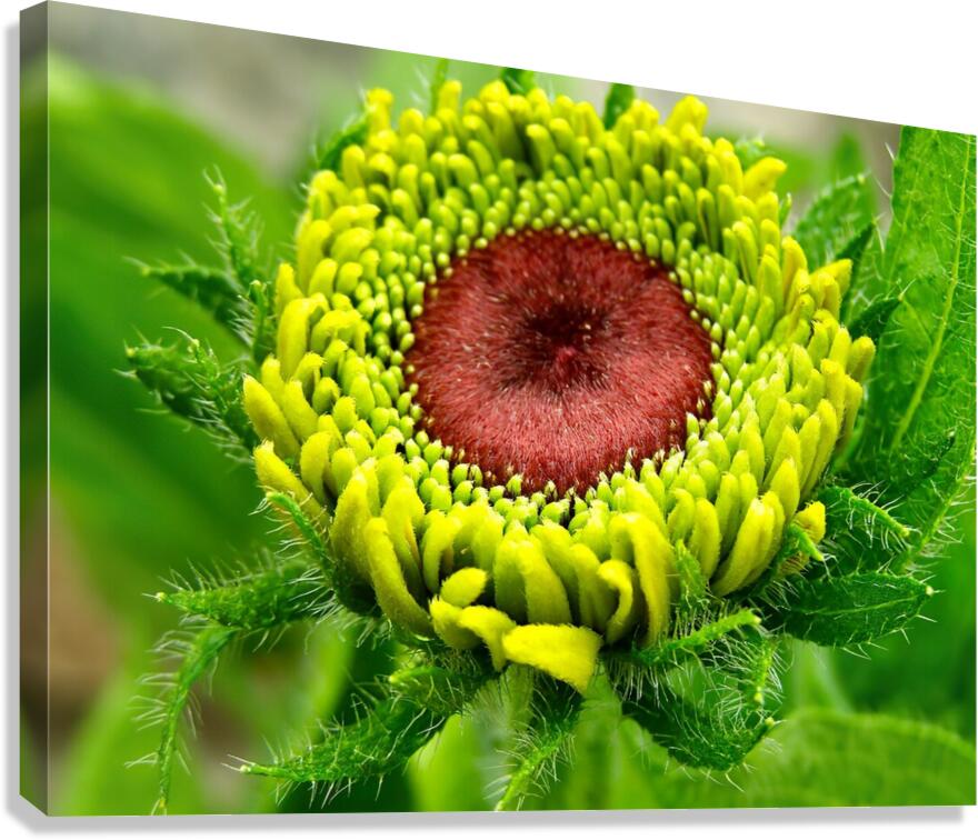 Eternal spring Canvas Print