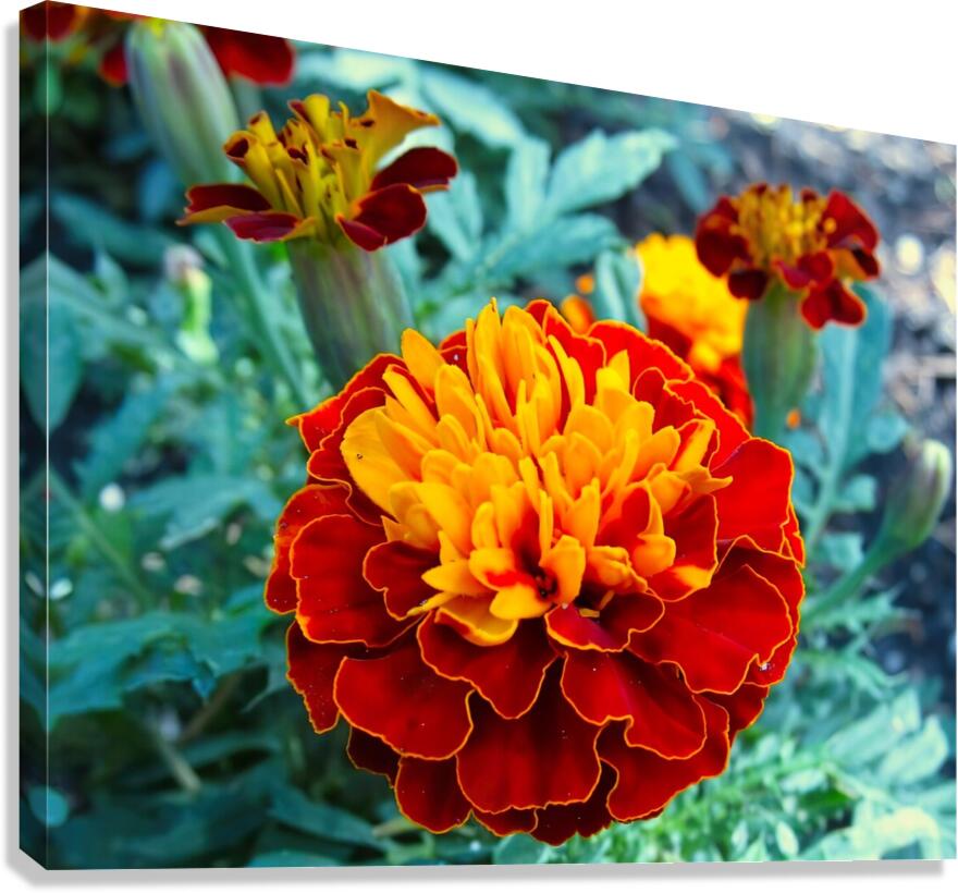 Durango Canvas Print