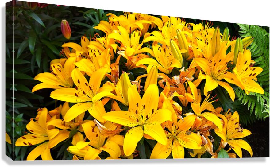 Dreamy iris Canvas Print